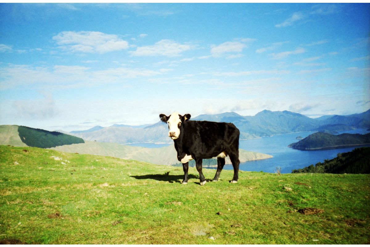 Lomography 100 - 35mm - 3pk