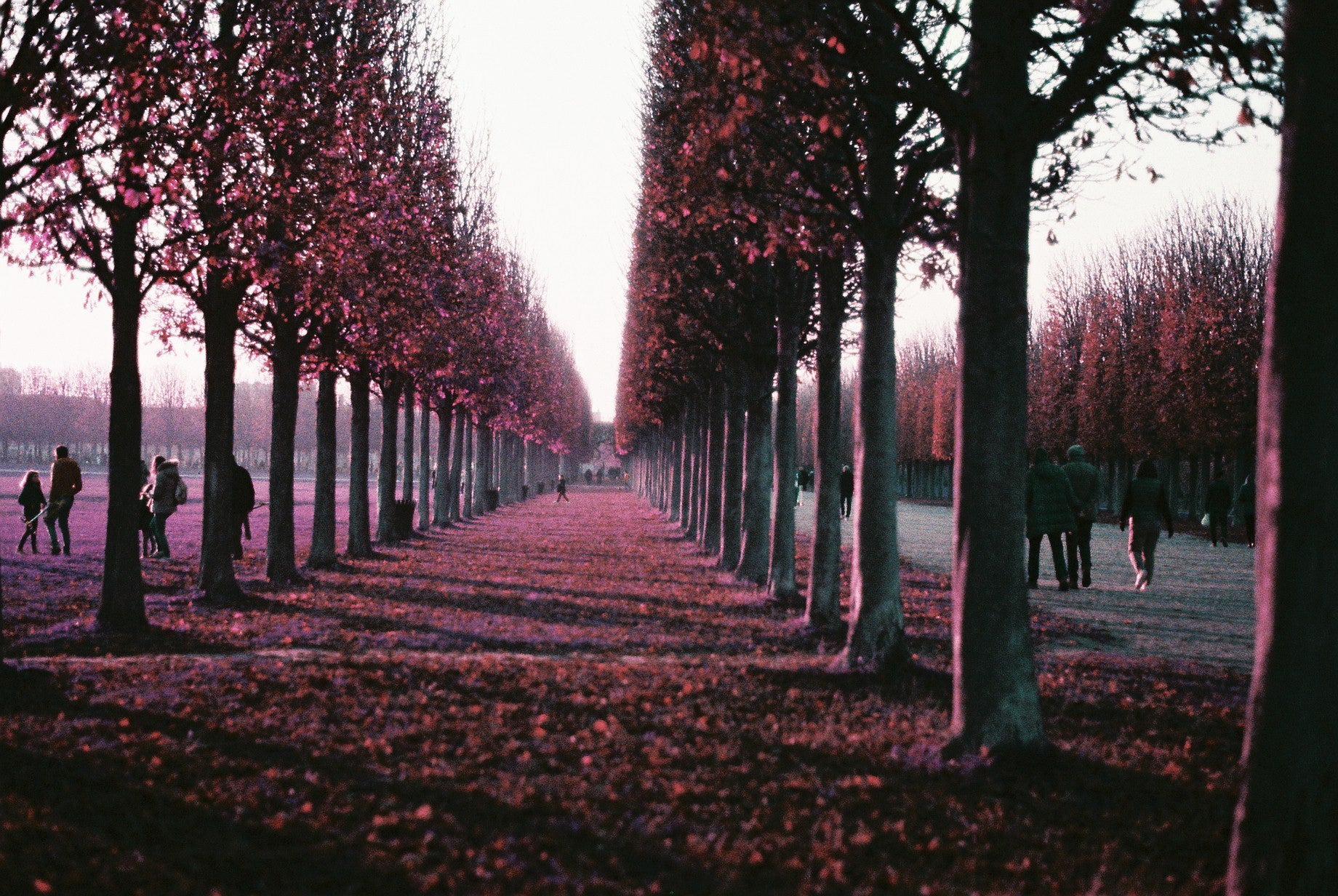 Lomography LomoChrome Purple Pétillant 100-400 - 35mm
