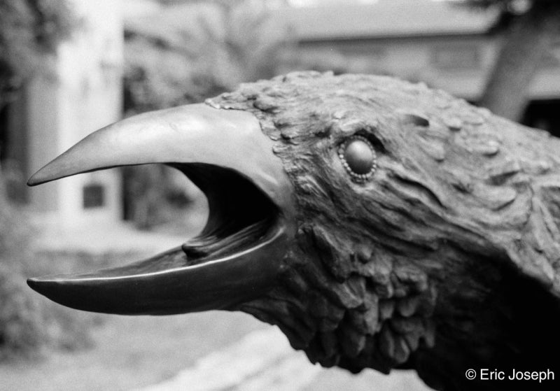Arista EDU DX 400 - 35mm