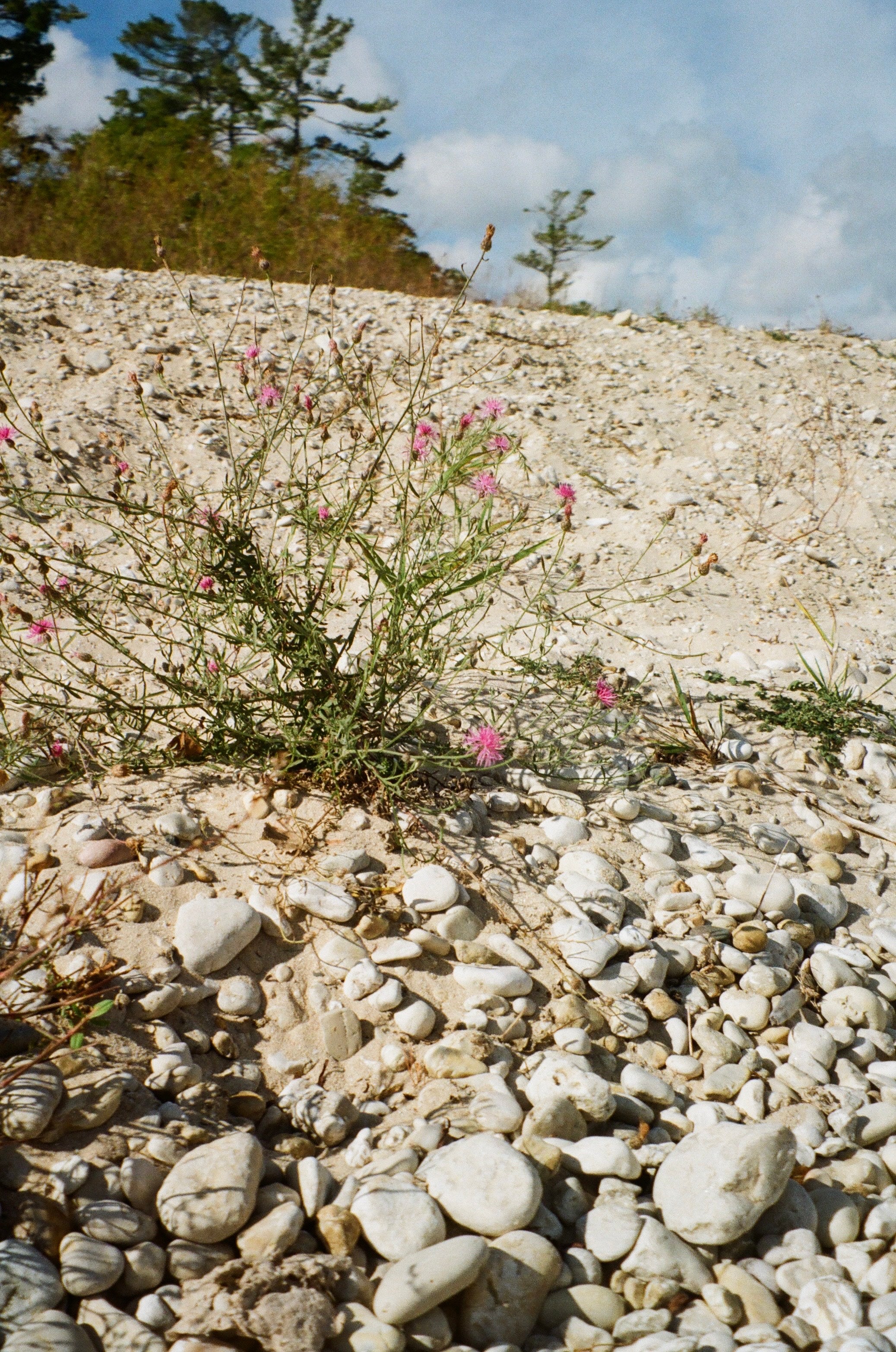 Kodacolor 200 - 35mm