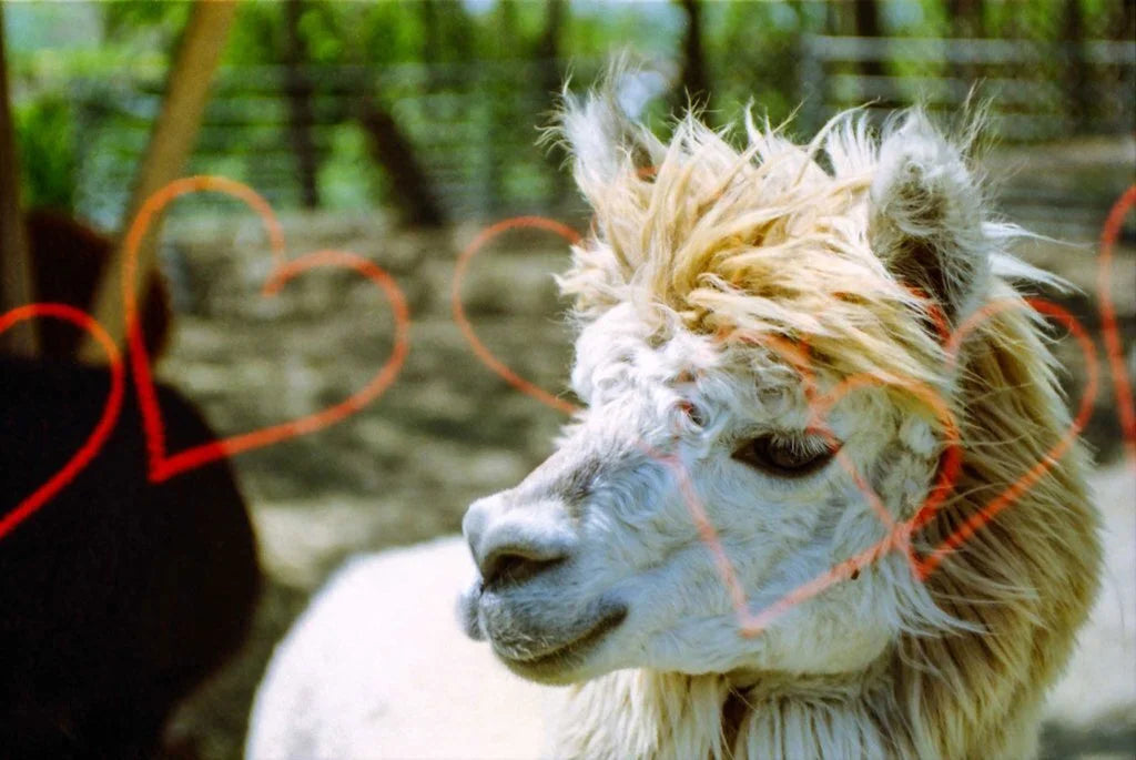 Kono! Liebe 200 - 35mm