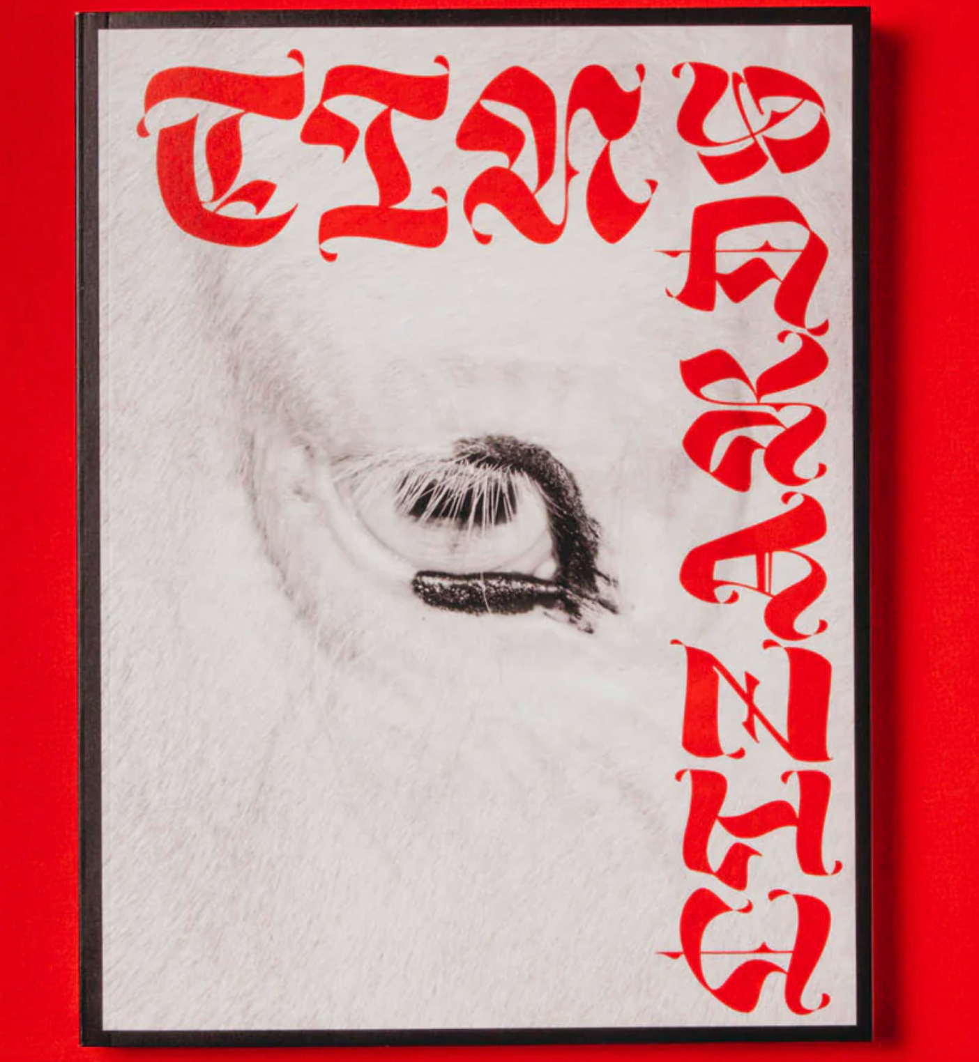 Tin Lizards - Robert LeBlanc