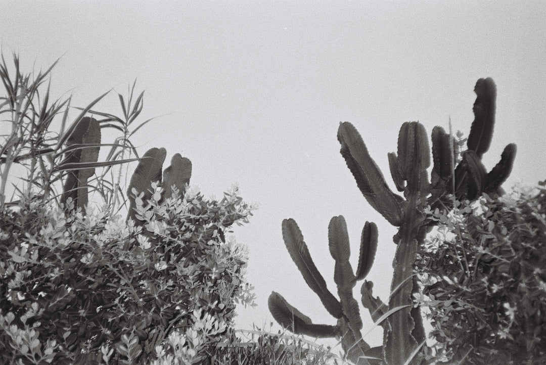 Dubble Daily BW 400 - 35mm