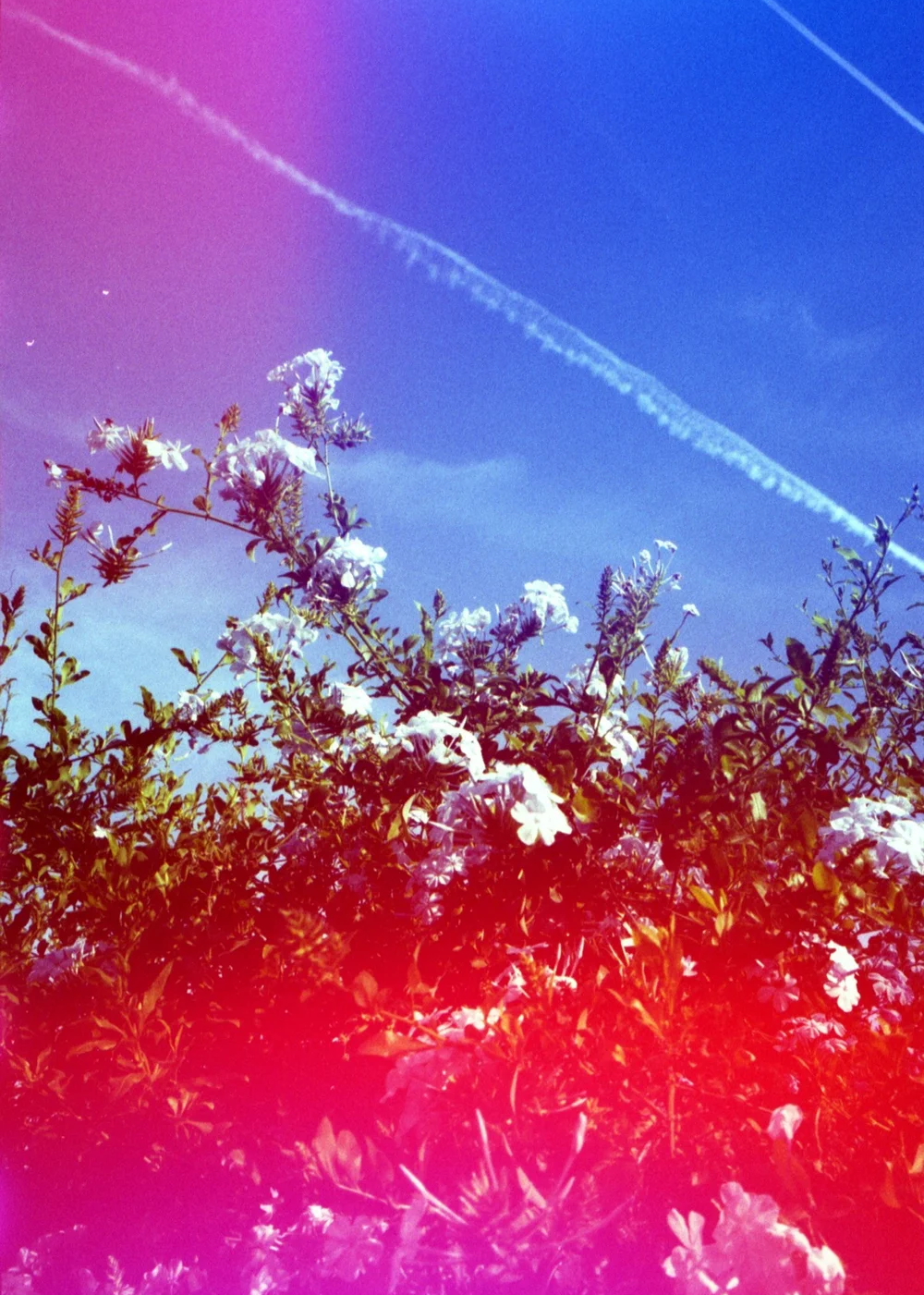 Psychedelic blues Iso 200 120 film