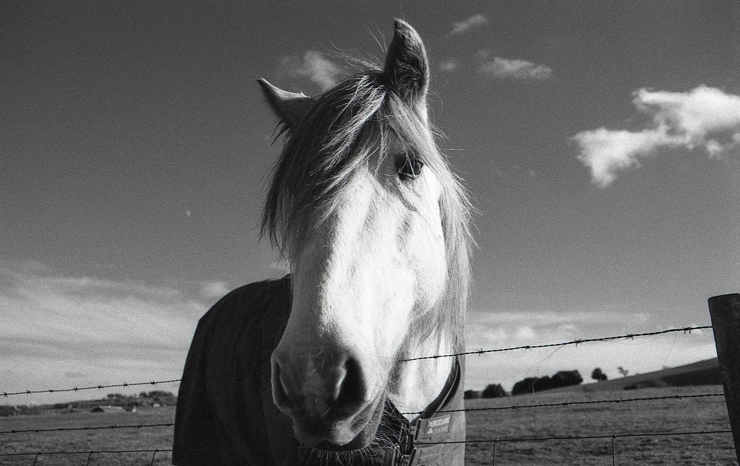 Fomapan Creative 200- 35mm - Expired
