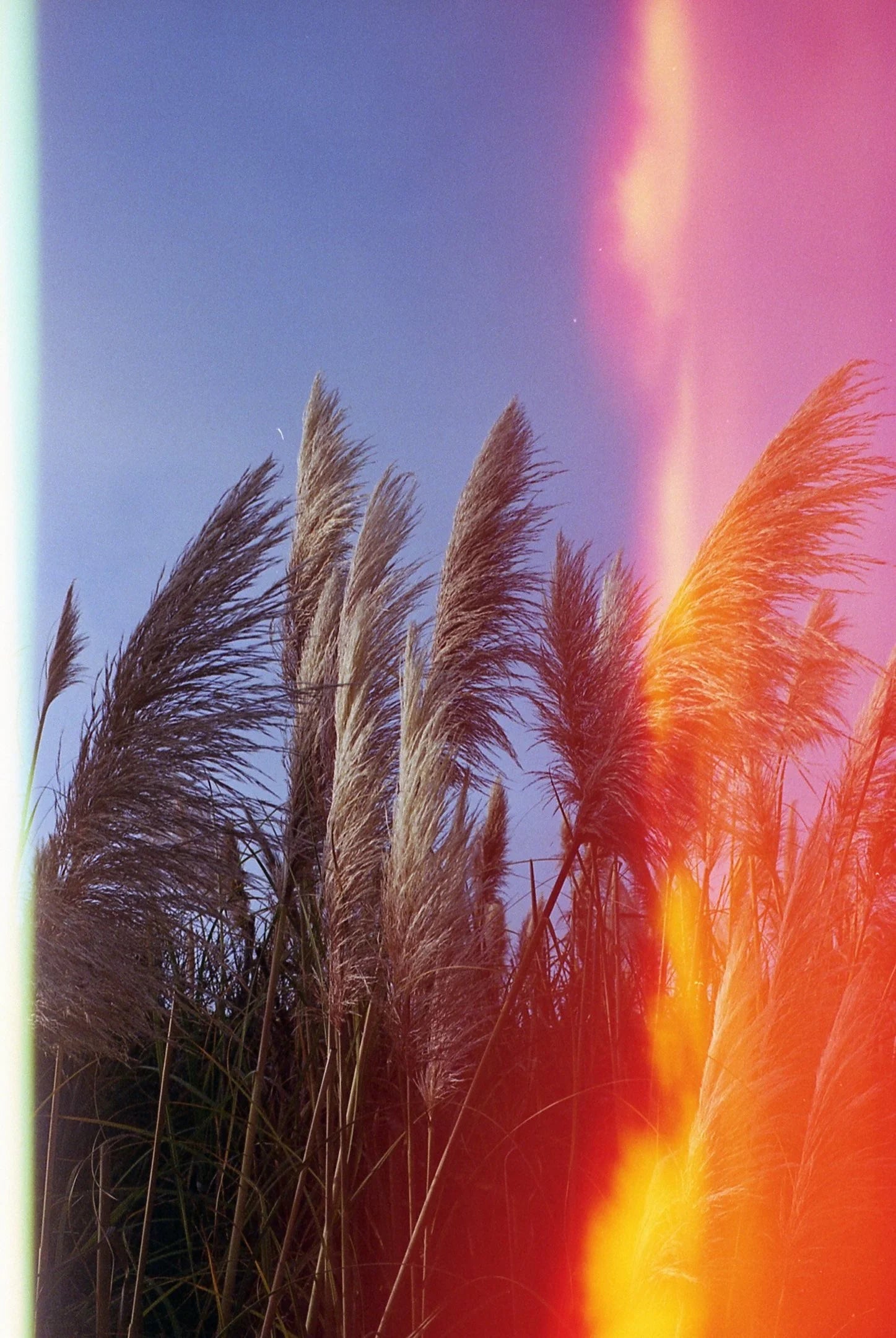 Psychedelic Blues #2 400 - 35mm