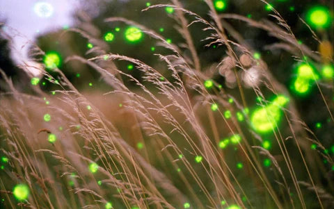 Revolog Volvox 200 - 35mm