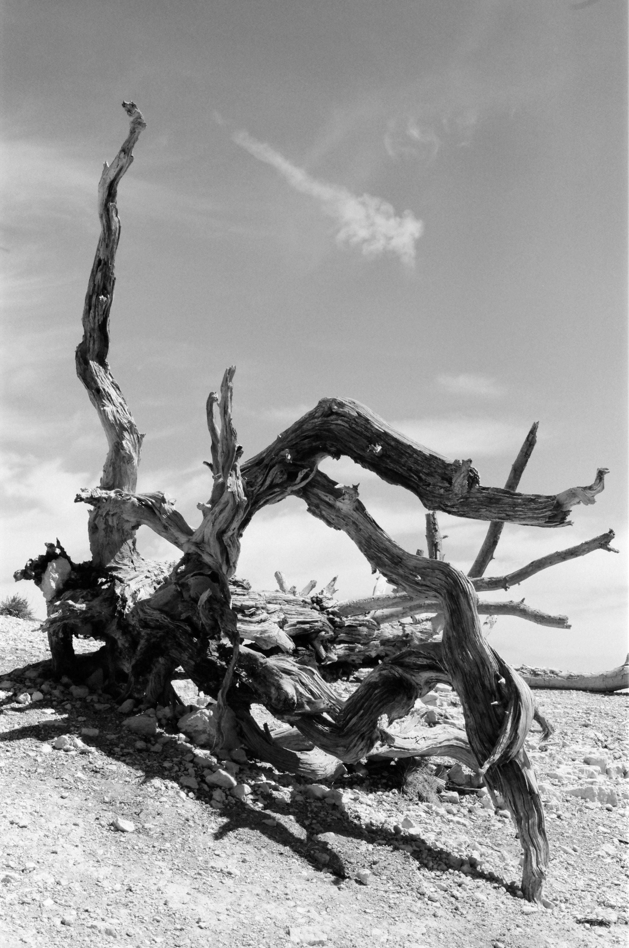 Kodak TMAX 100 - 120